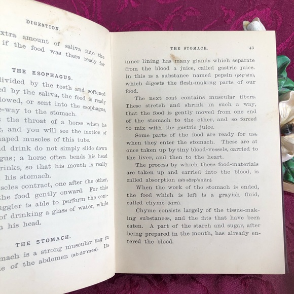 1888 Antique Book: Physiology for Young People Adapted to Intermediate Classes - Picture 6 of 10